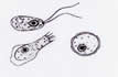 amoebae