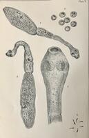 An illustration of Tania Echinococcus.